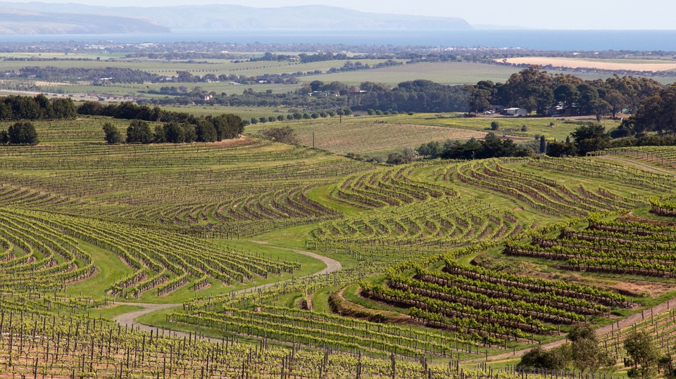 wine-618093_960_720.jpg