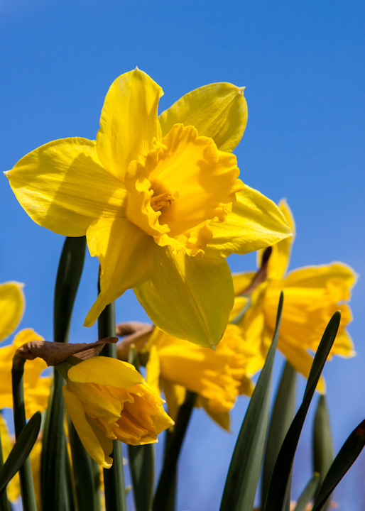 St David's Day
